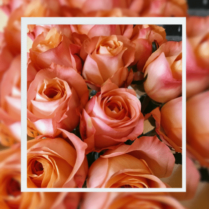 50-Stem Premium Rose Box Classic Colors