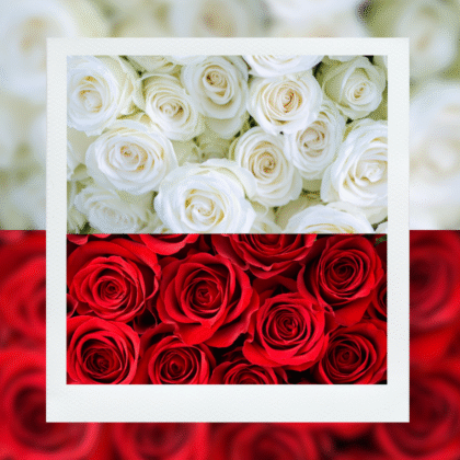 50-Stem Premium Rose Mixed Box